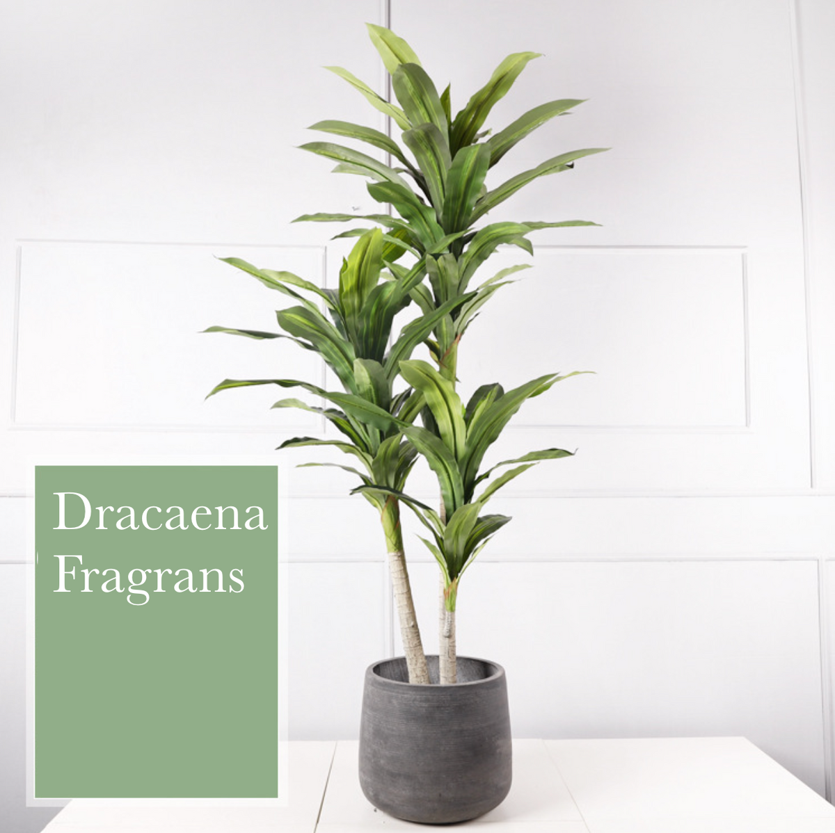 dracaena fragrans 中文 Dracaena fragrans 巴西鐵樹