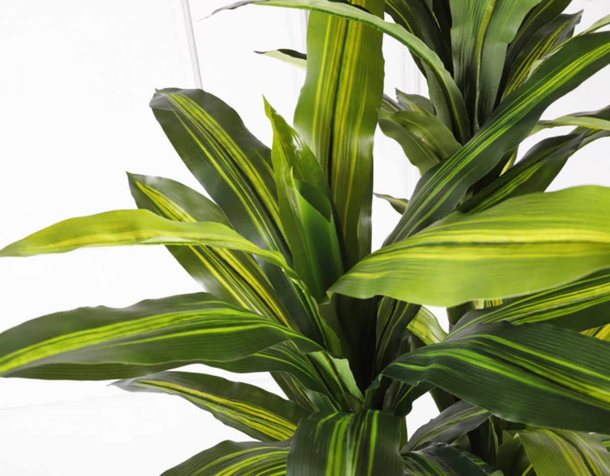 dracaena cintho中文 Dracaena fragrans 巴西鐵樹